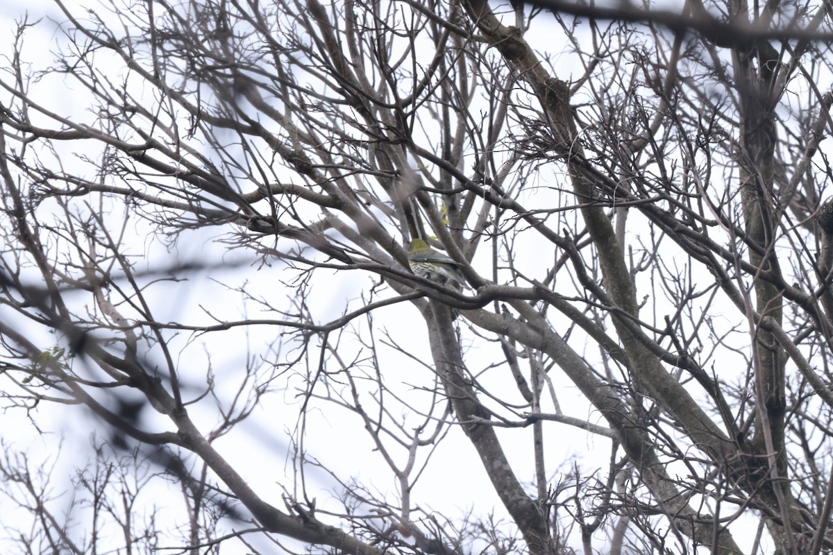 Olive-backed Oriole - ML620437628