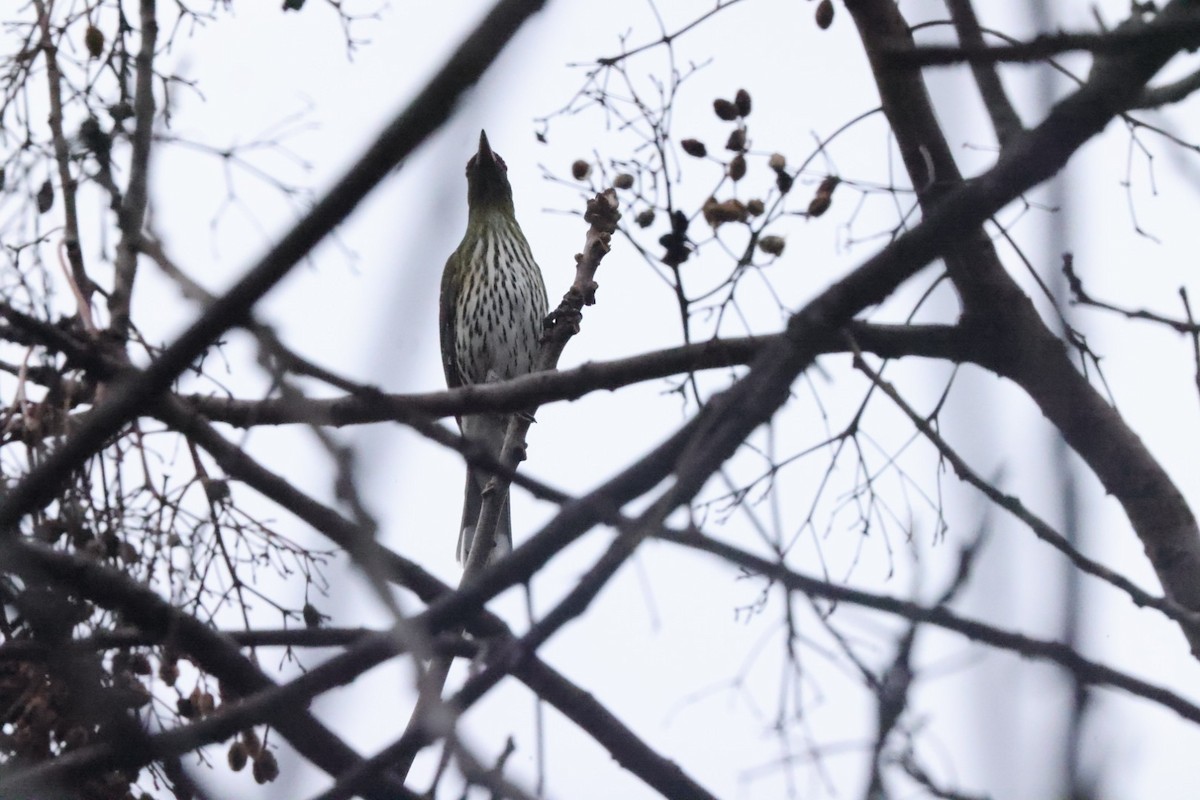 Olive-backed Oriole - ML620437629