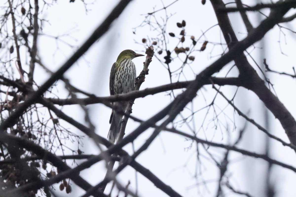 Olive-backed Oriole - ML620437630