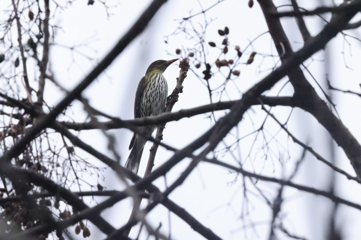 Olive-backed Oriole - ML620437631