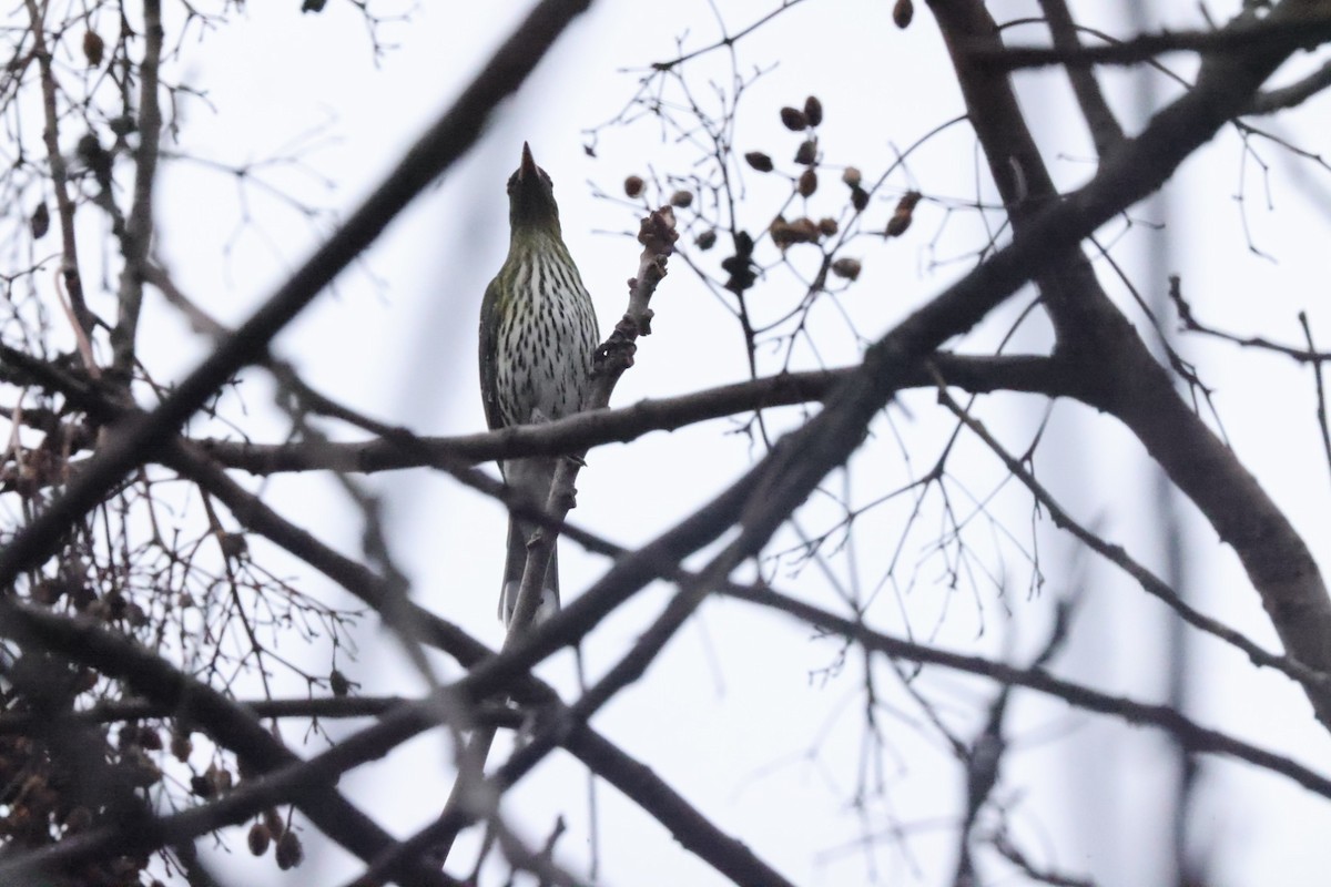 Olive-backed Oriole - ML620437632