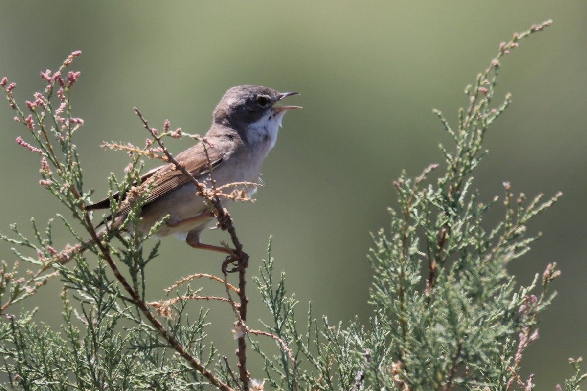 Greater Whitethroat - ML620437633