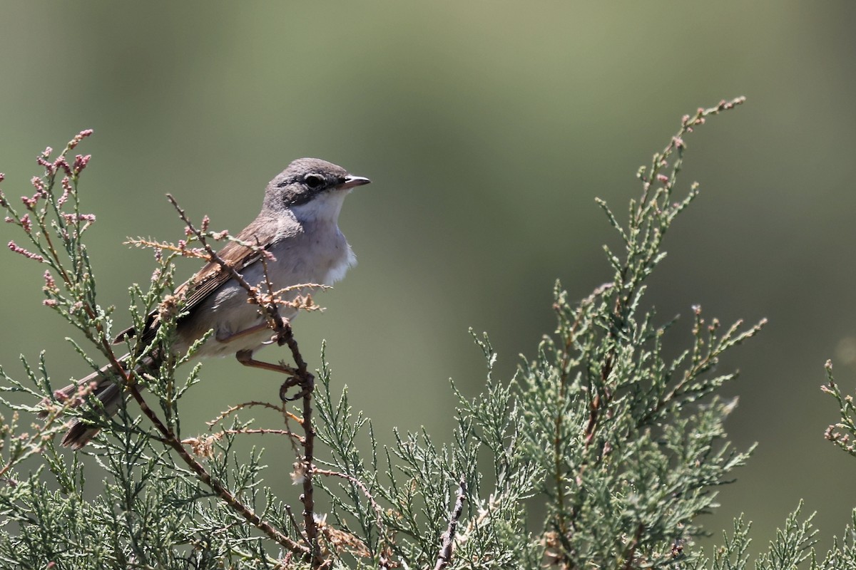 Greater Whitethroat - ML620437635