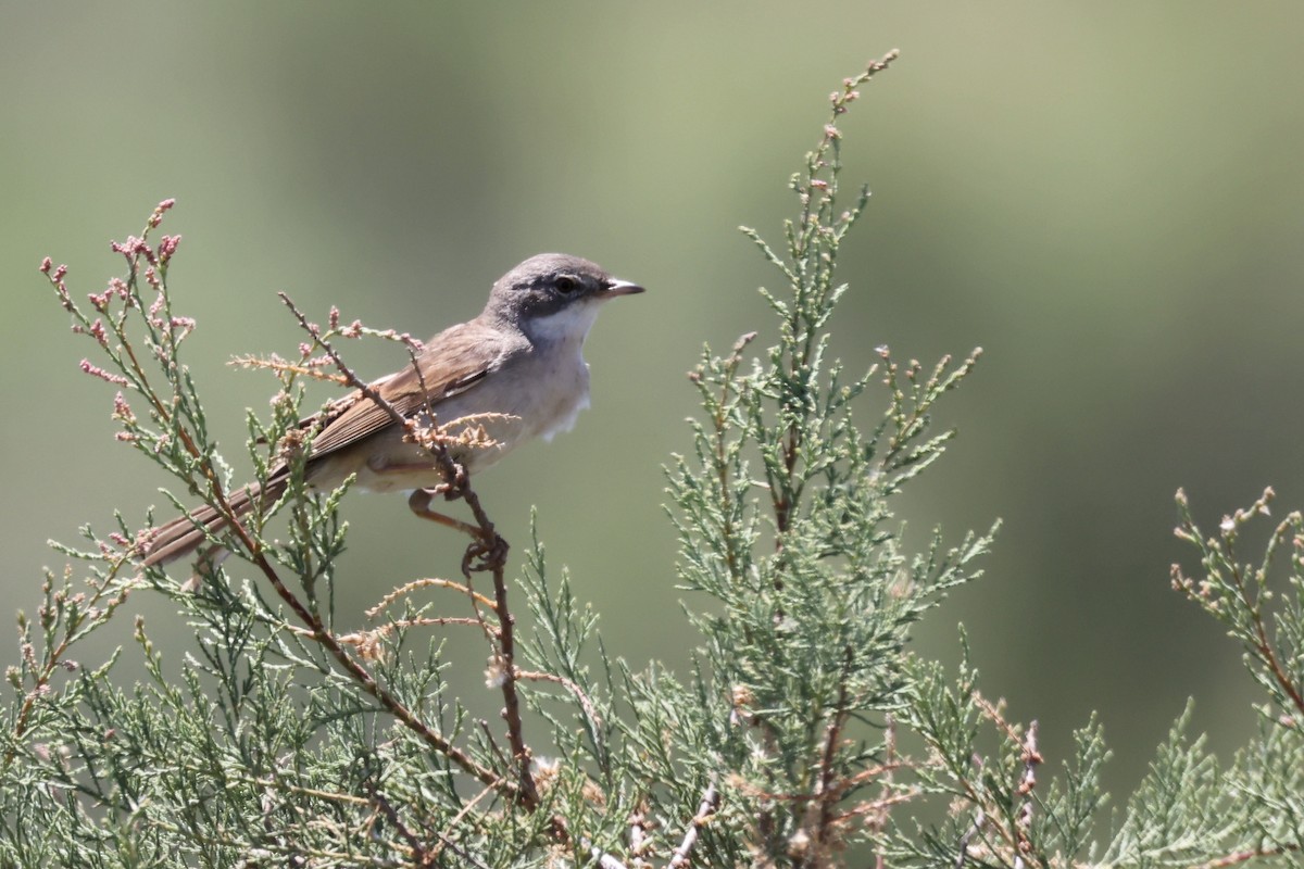 Greater Whitethroat - ML620437637