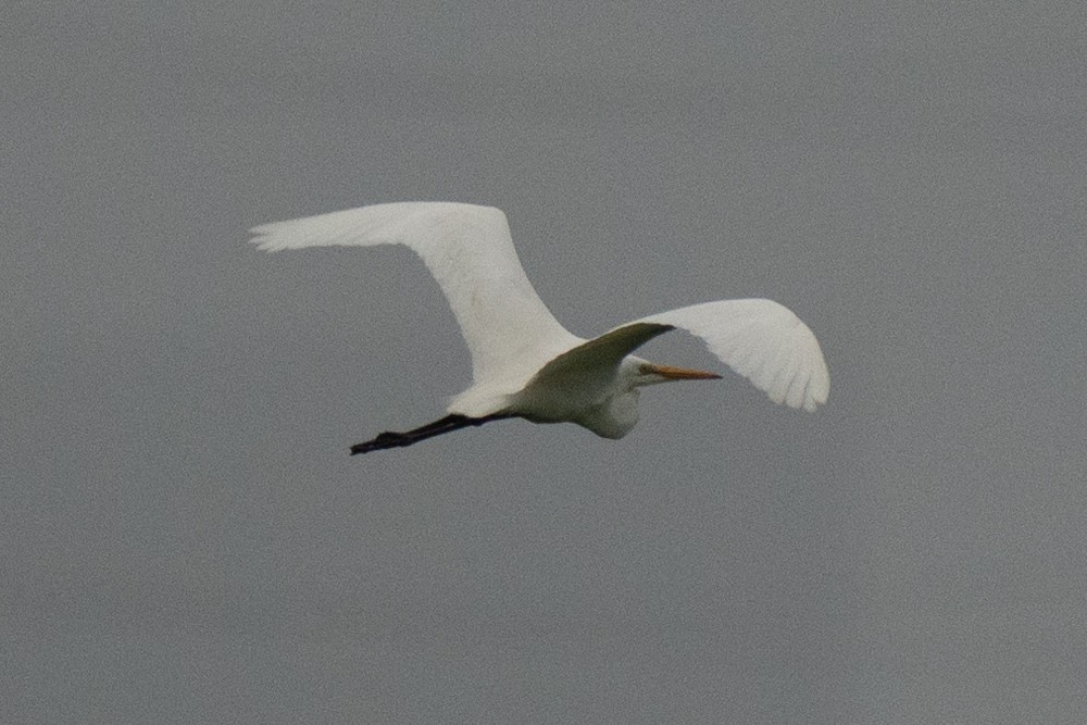 Great Egret (modesta) - ML620437642