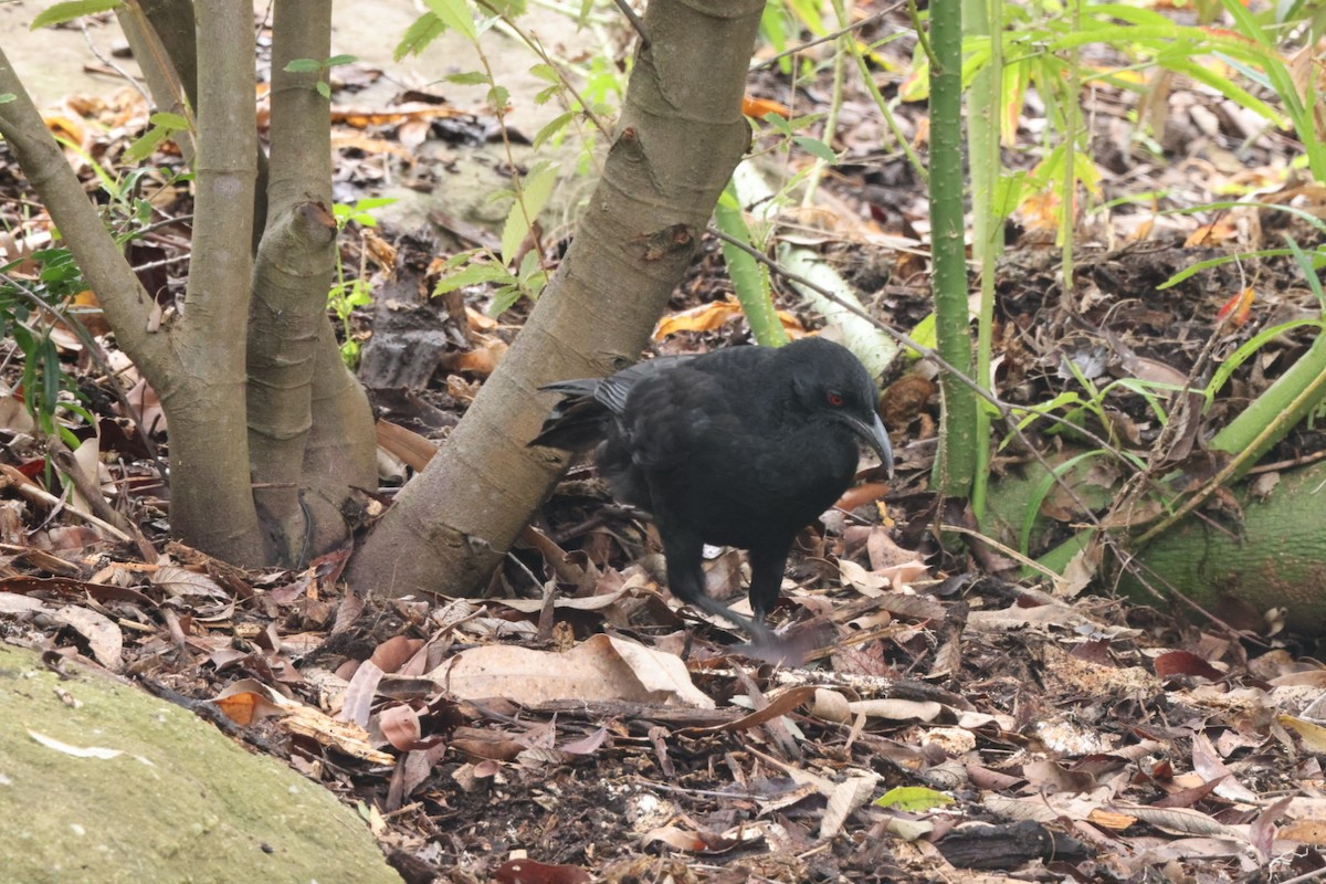 White-winged Chough - Jaden Salett