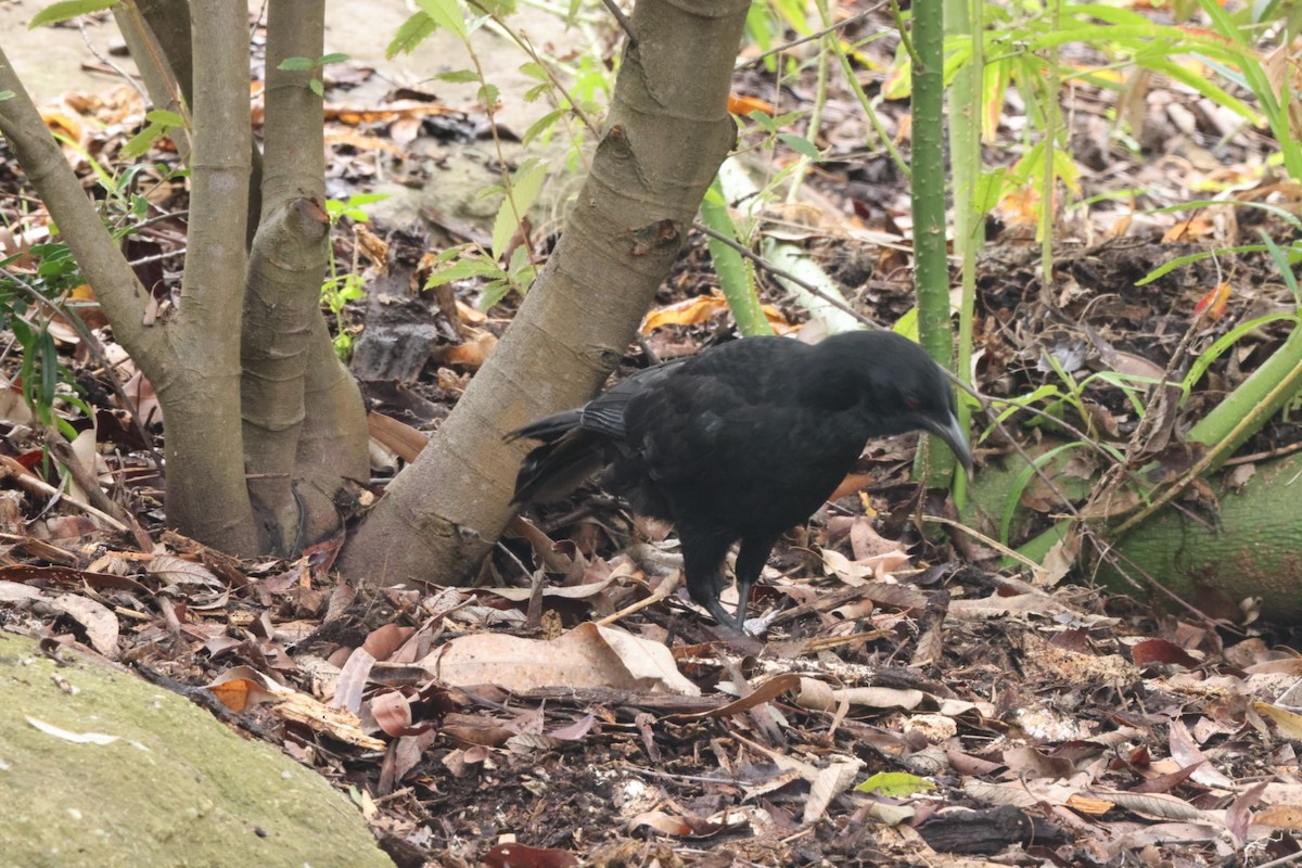 White-winged Chough - ML620437650