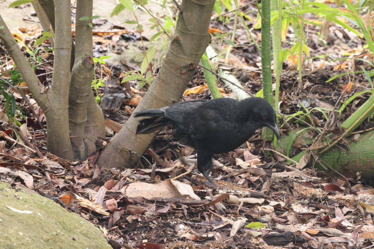 White-winged Chough - ML620437651