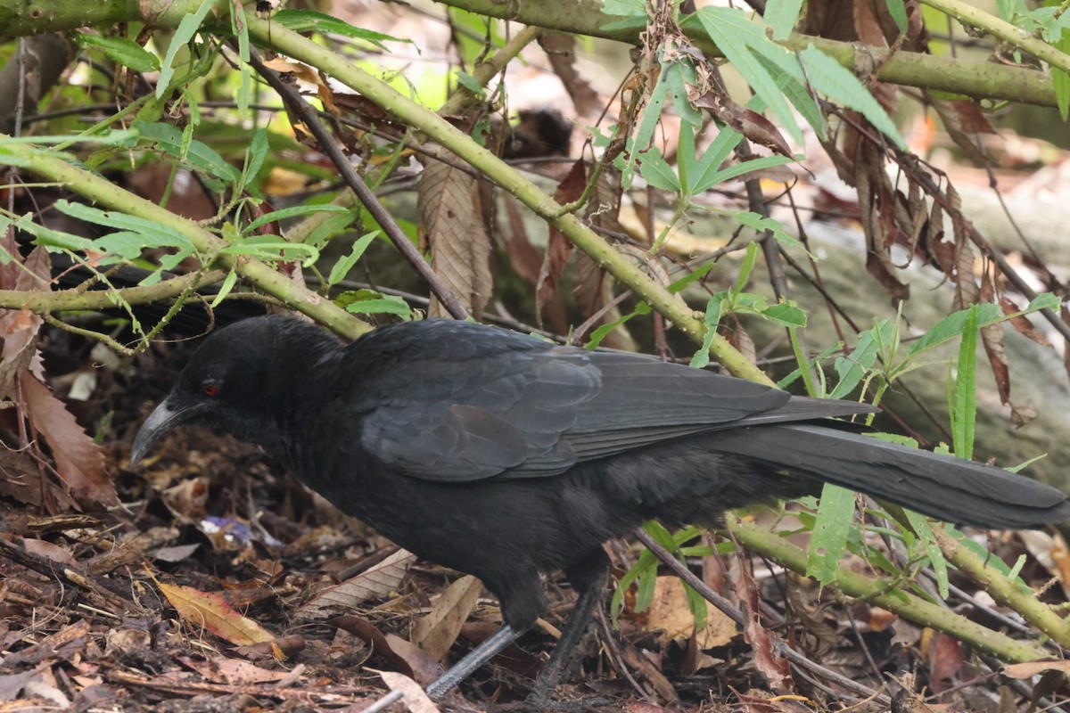 White-winged Chough - ML620437652