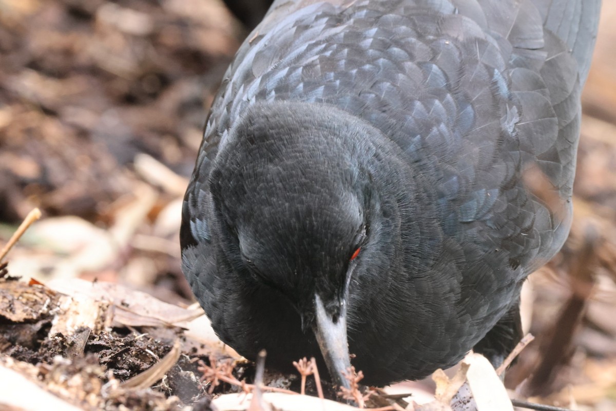 White-winged Chough - ML620437655