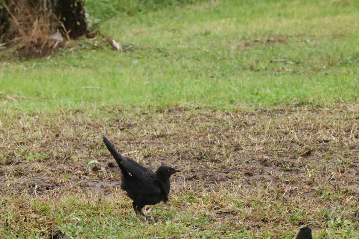 White-winged Chough - ML620437657