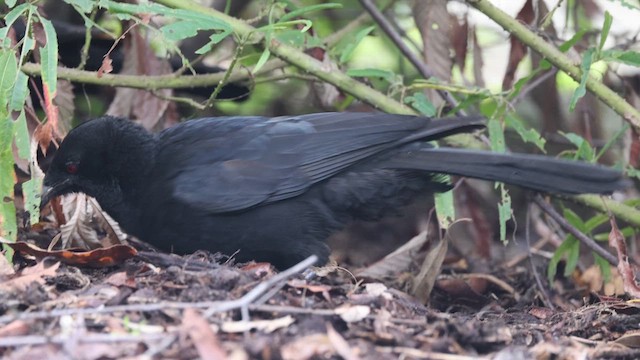 White-winged Chough - ML620437658