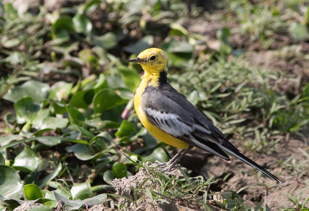 Citrine Wagtail - ML620437660