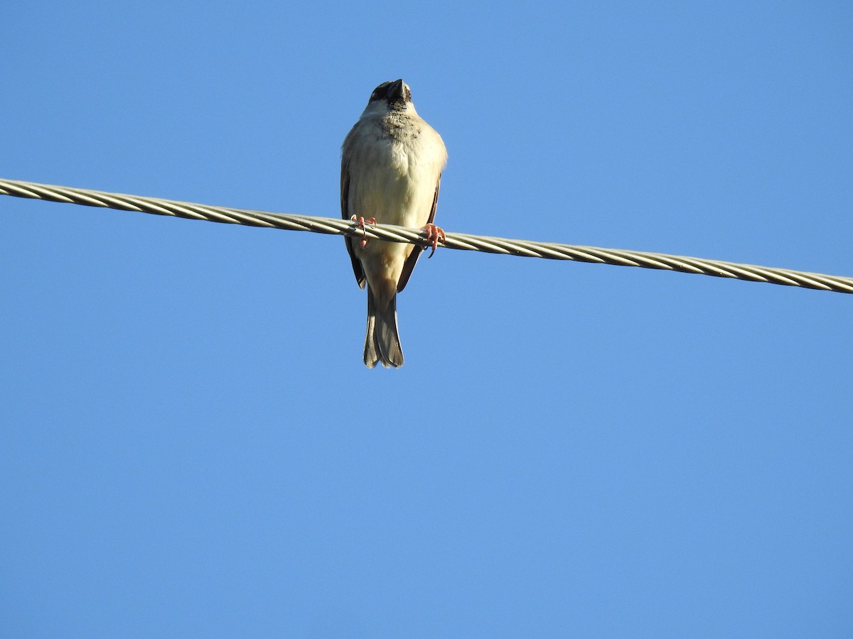 House Sparrow - ML620437662