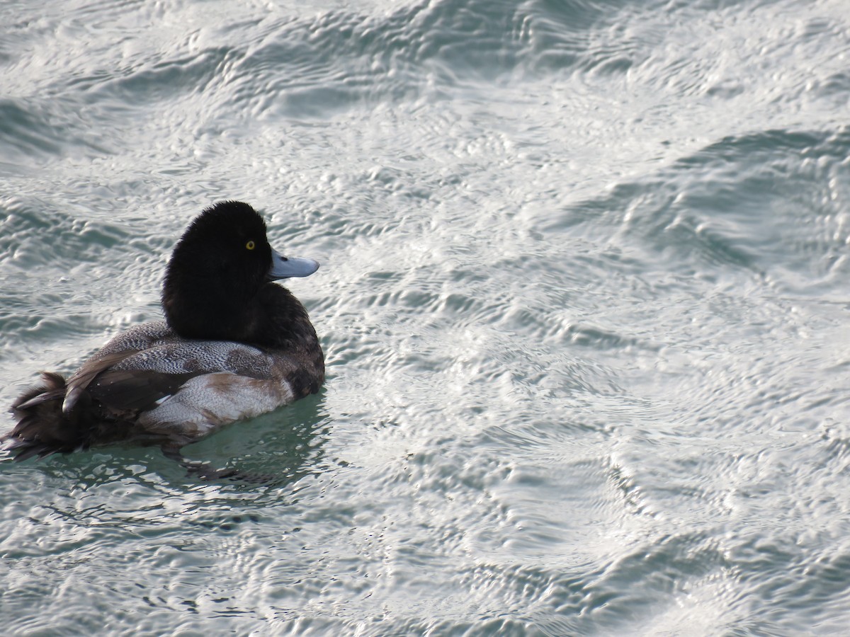 Greater Scaup - ML620437663