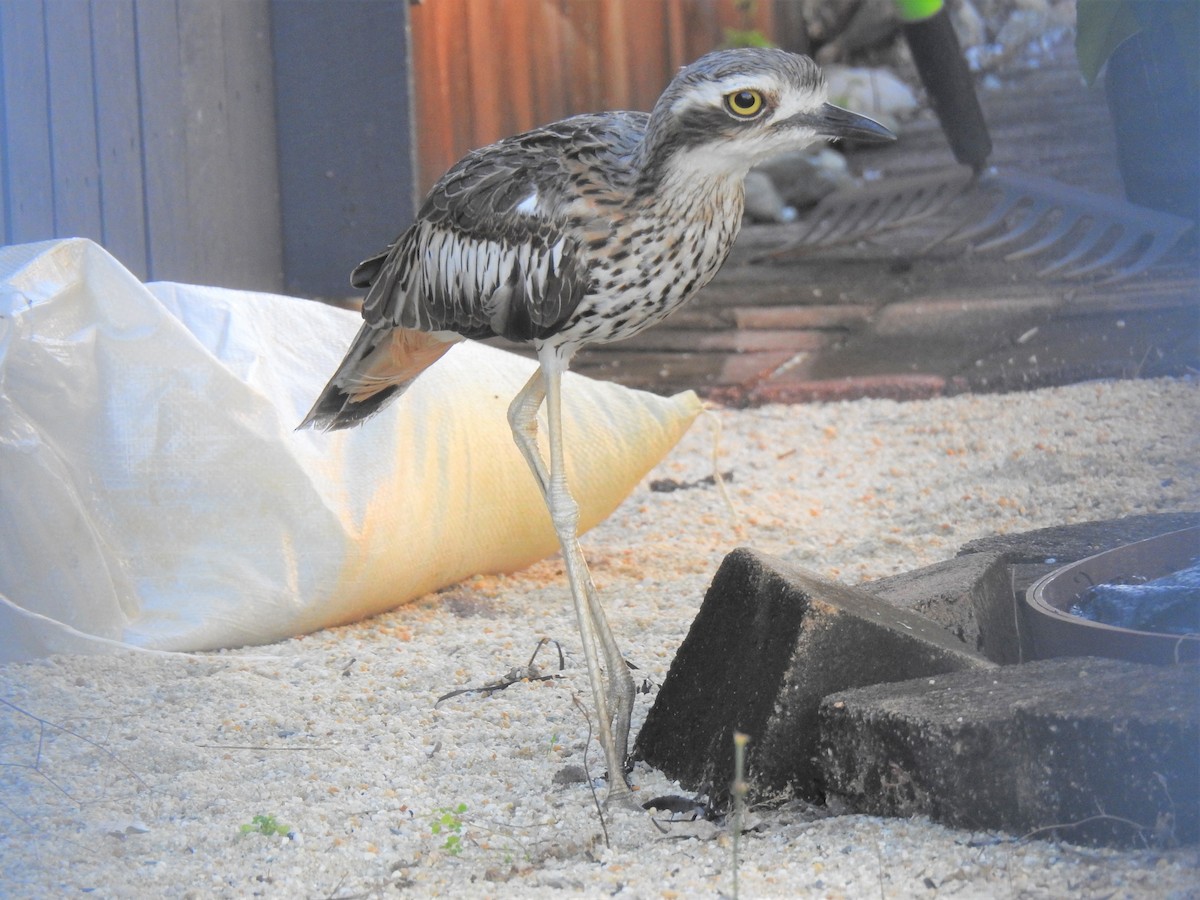 Bush Thick-knee - ML620437667