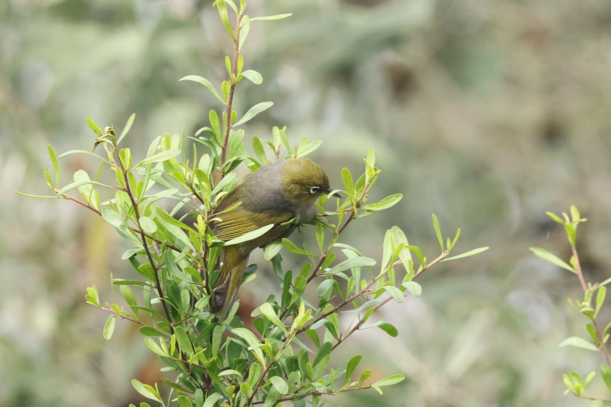 Zostérops à dos gris - ML620437674