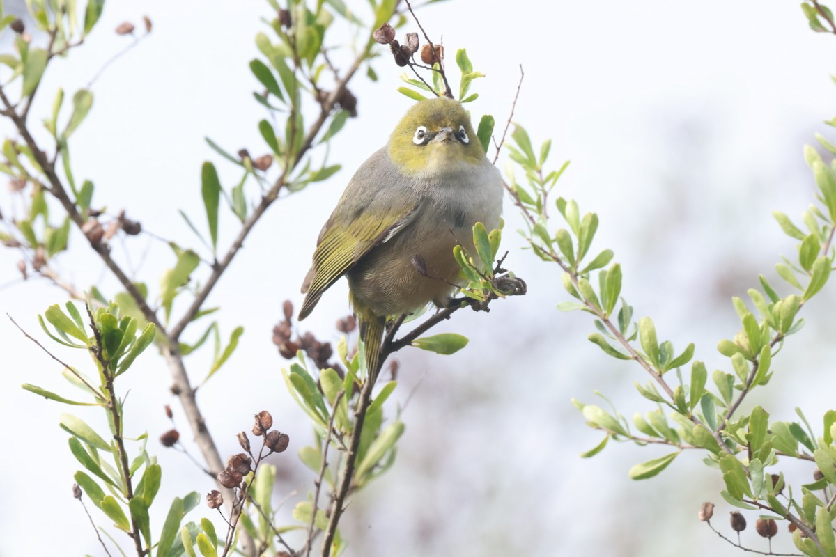 Silvereye - ML620437676