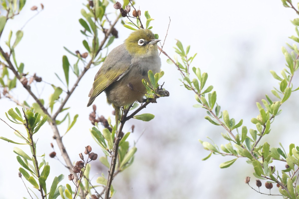 Graumantel-Brillenvogel - ML620437678