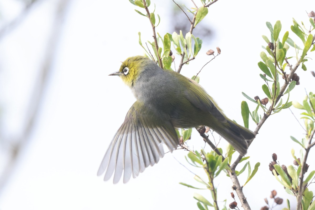 Zostérops à dos gris - ML620437681