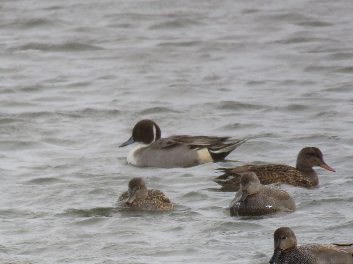 Northern Pintail - ML620437685