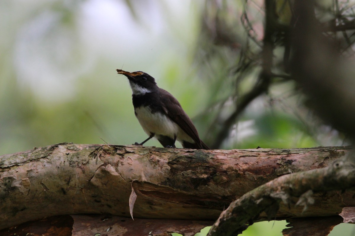 Malaysian Pied-Fantail - ML620437692