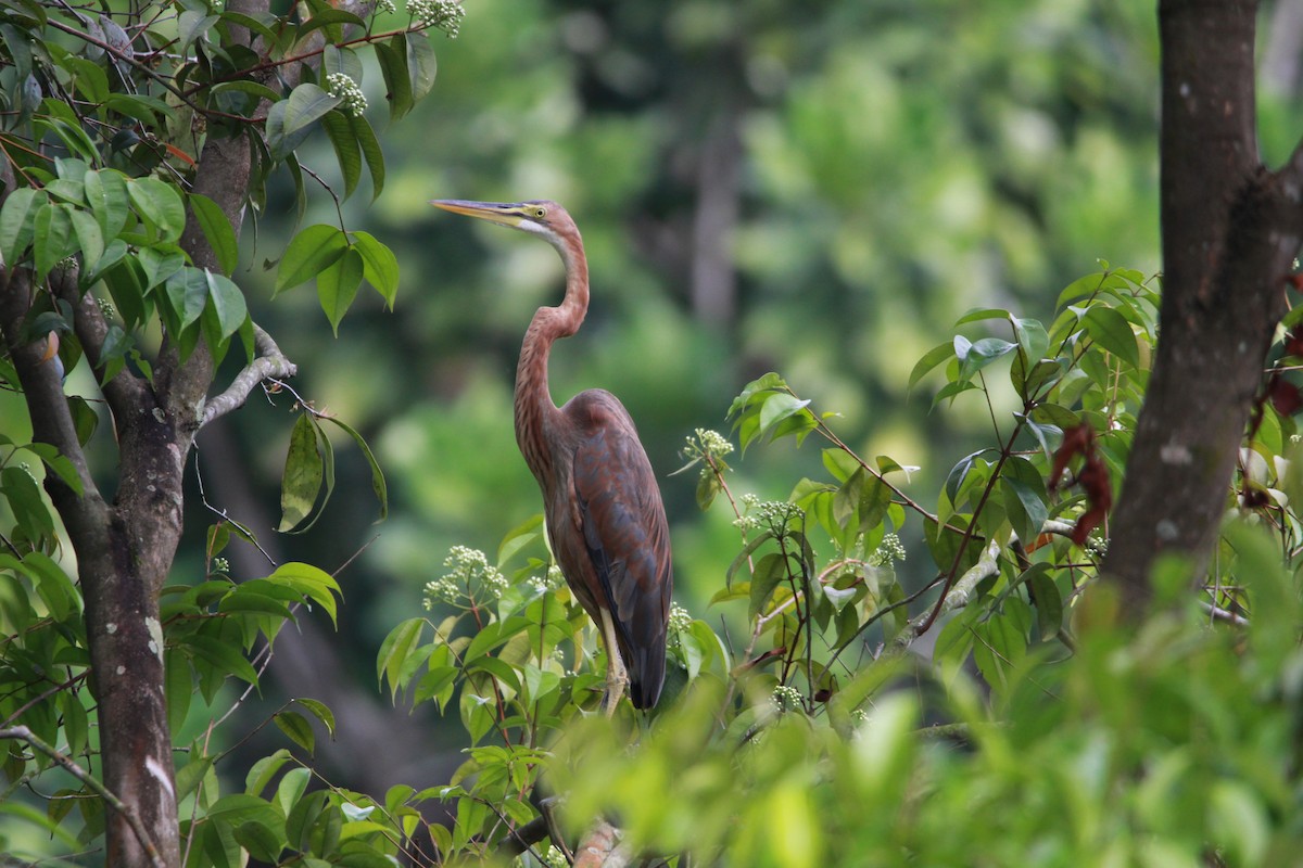 Purple Heron - ML620437695