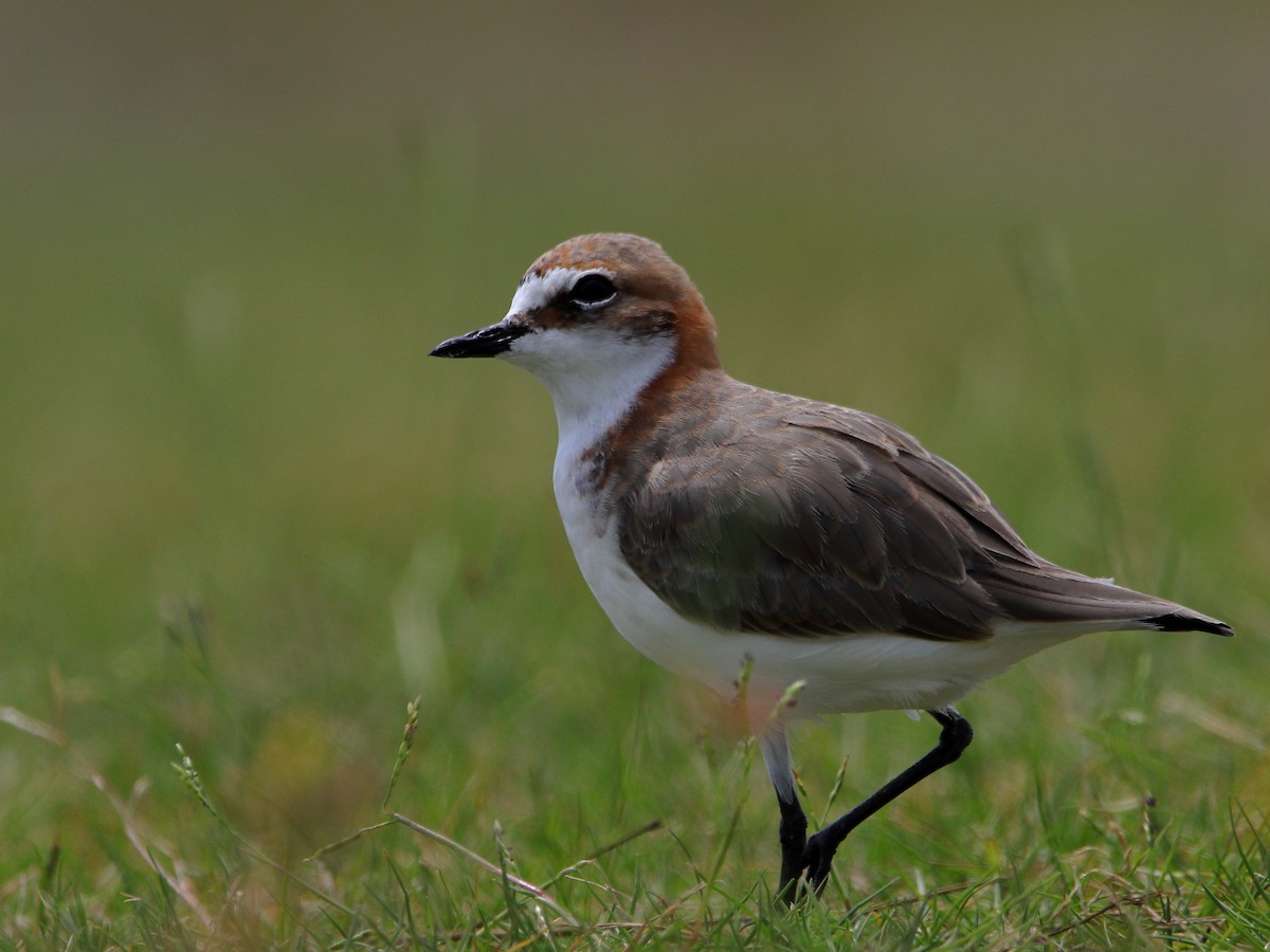 Red-capped Plover - ML620437705