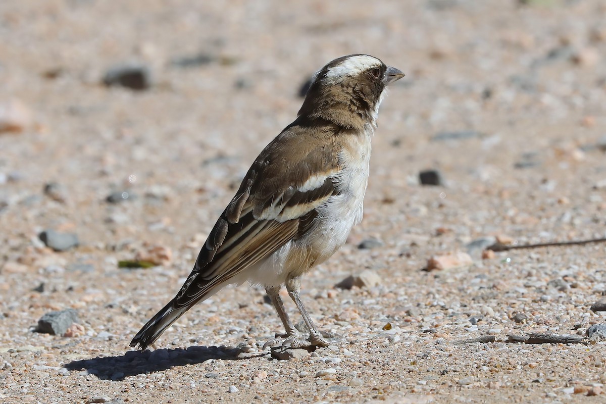 White-browed Sparrow-Weaver - ML620437706