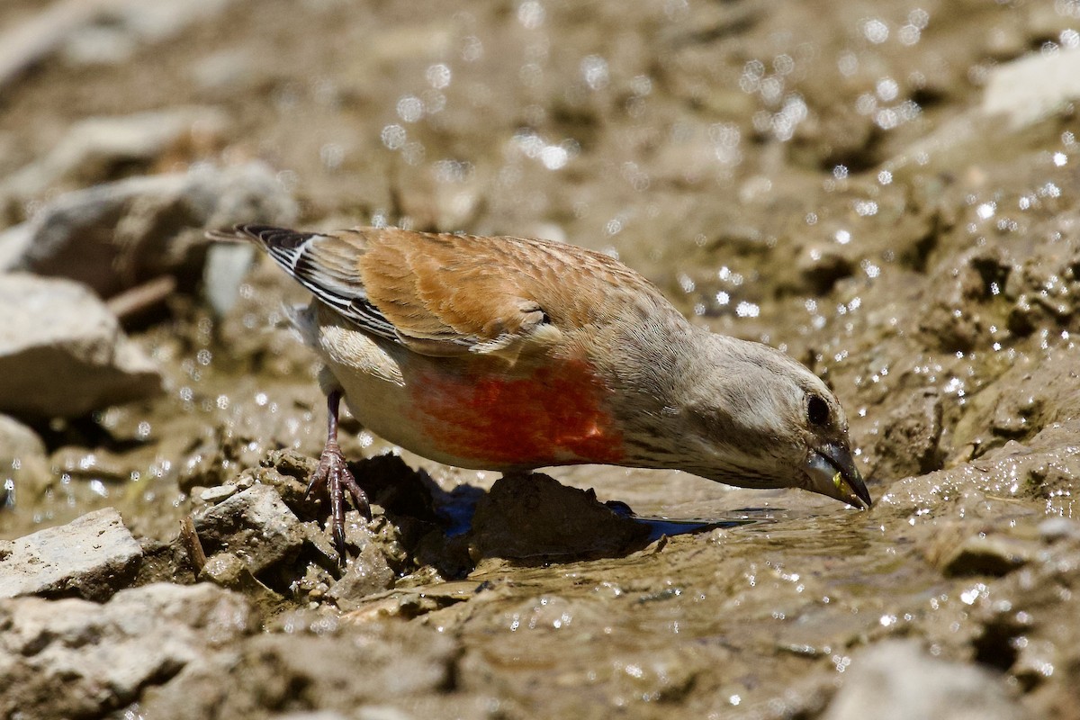 Eurasian Linnet - ML620437709