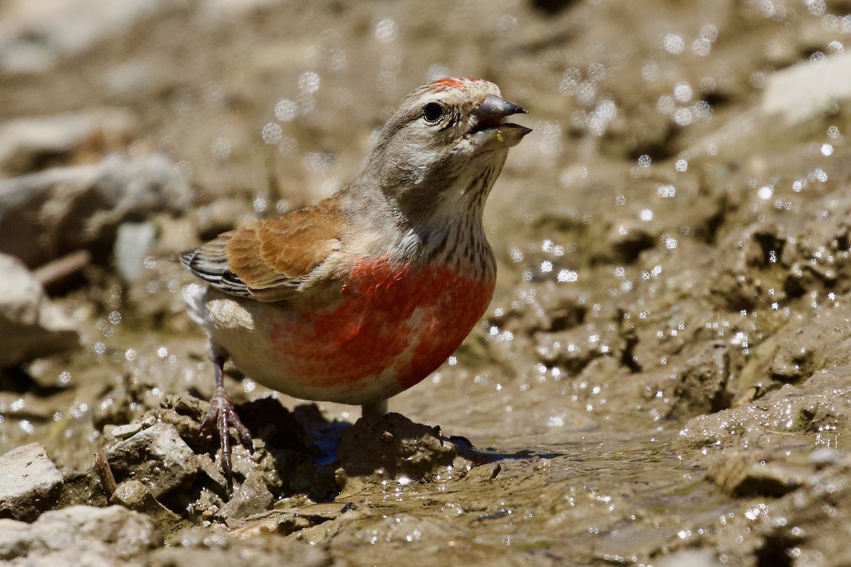 Eurasian Linnet - ML620437711