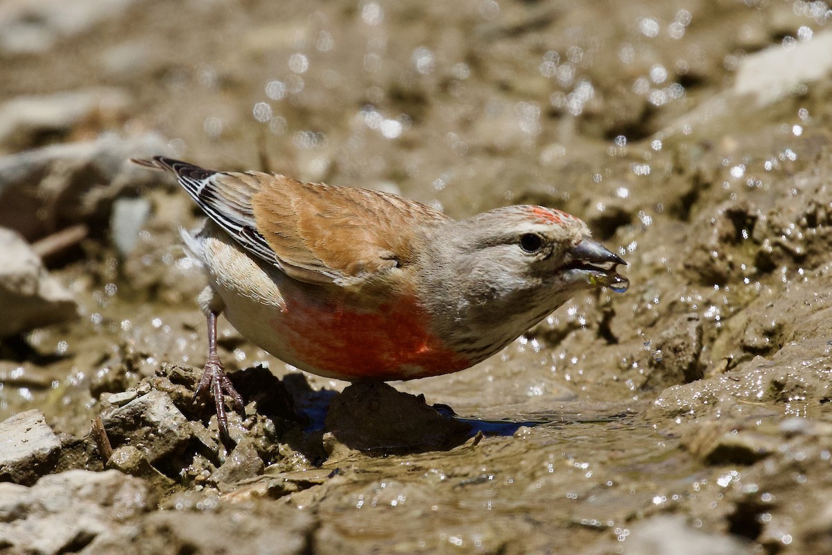 Eurasian Linnet - ML620437712