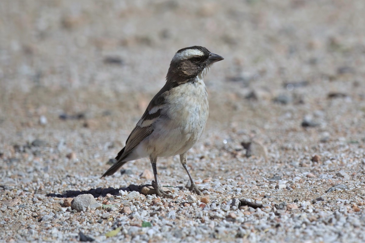 White-browed Sparrow-Weaver - ML620437719