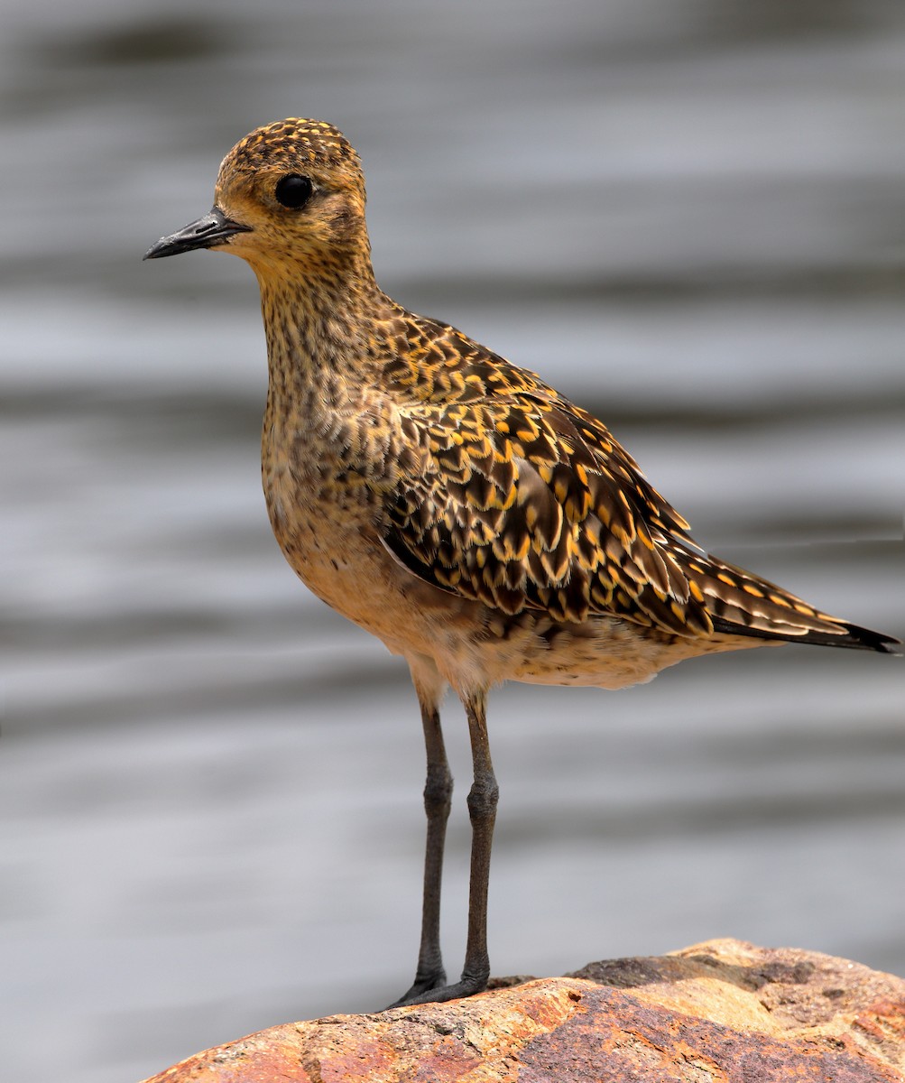 Pacific Golden-Plover - ML620437723