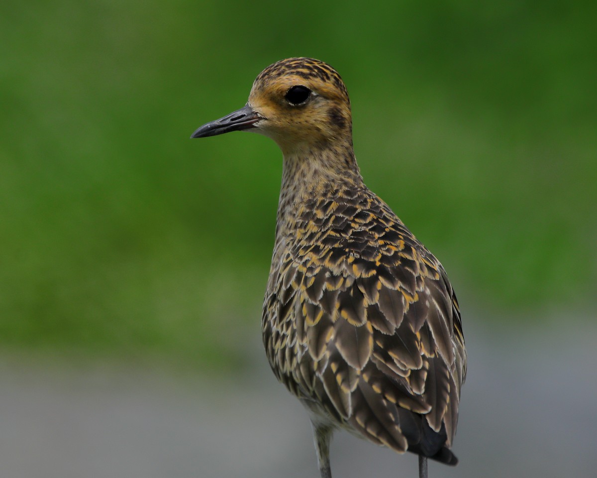 Pacific Golden-Plover - ML620437724