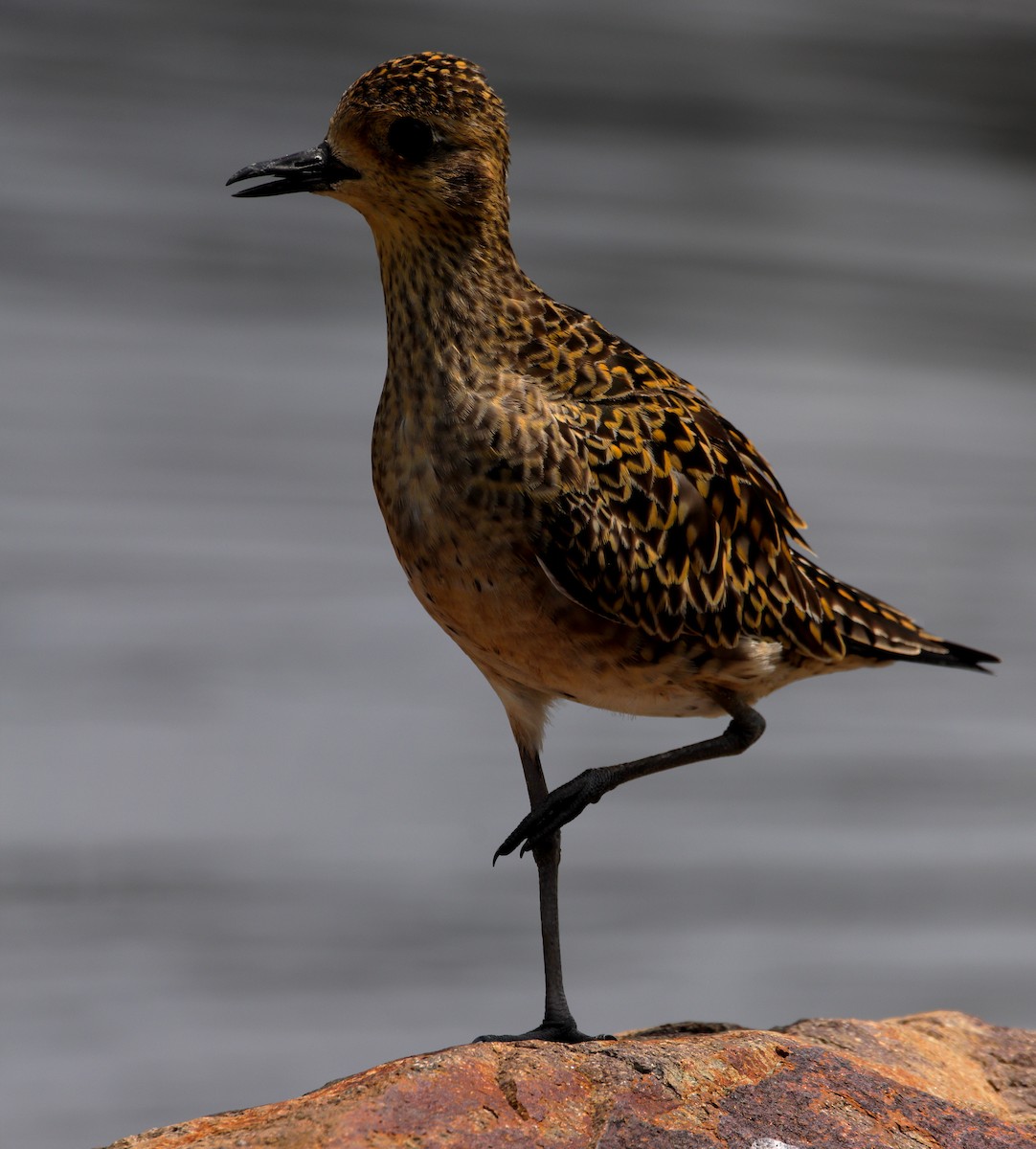 Pacific Golden-Plover - ML620437731