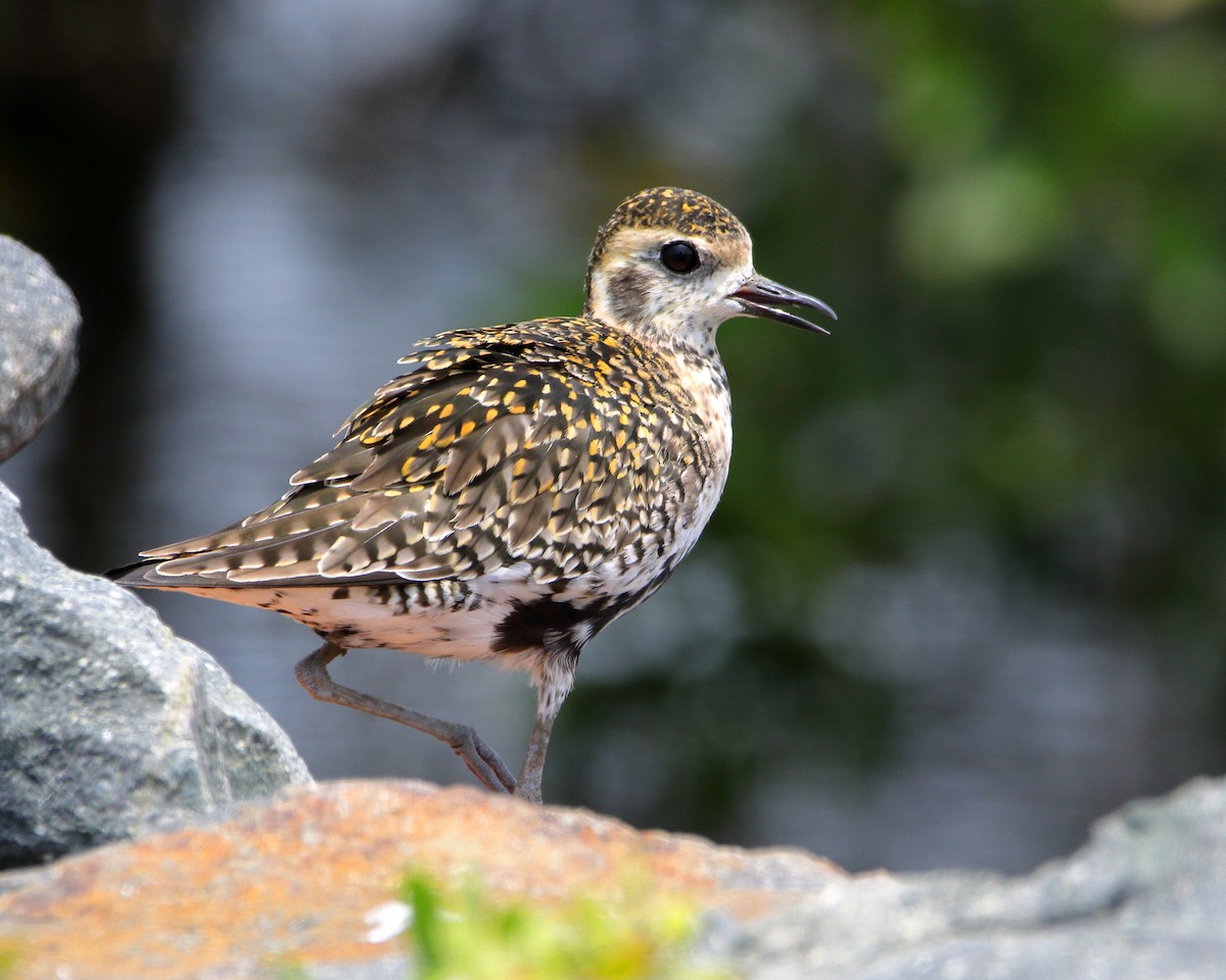 Pacific Golden-Plover - ML620437732