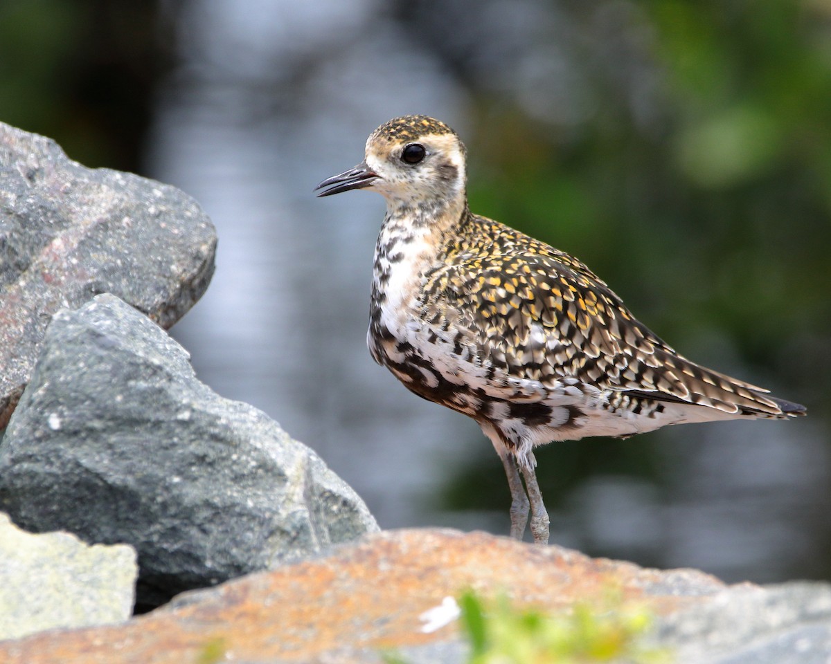 Pacific Golden-Plover - ML620437736