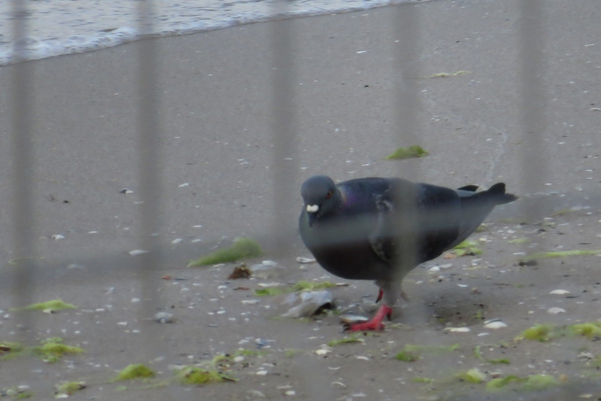 Rock Pigeon (Feral Pigeon) - ML620437739