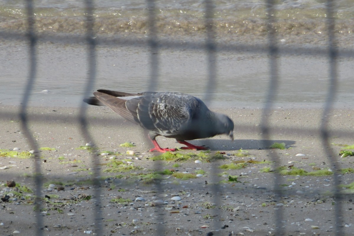 Rock Pigeon (Feral Pigeon) - ML620437741