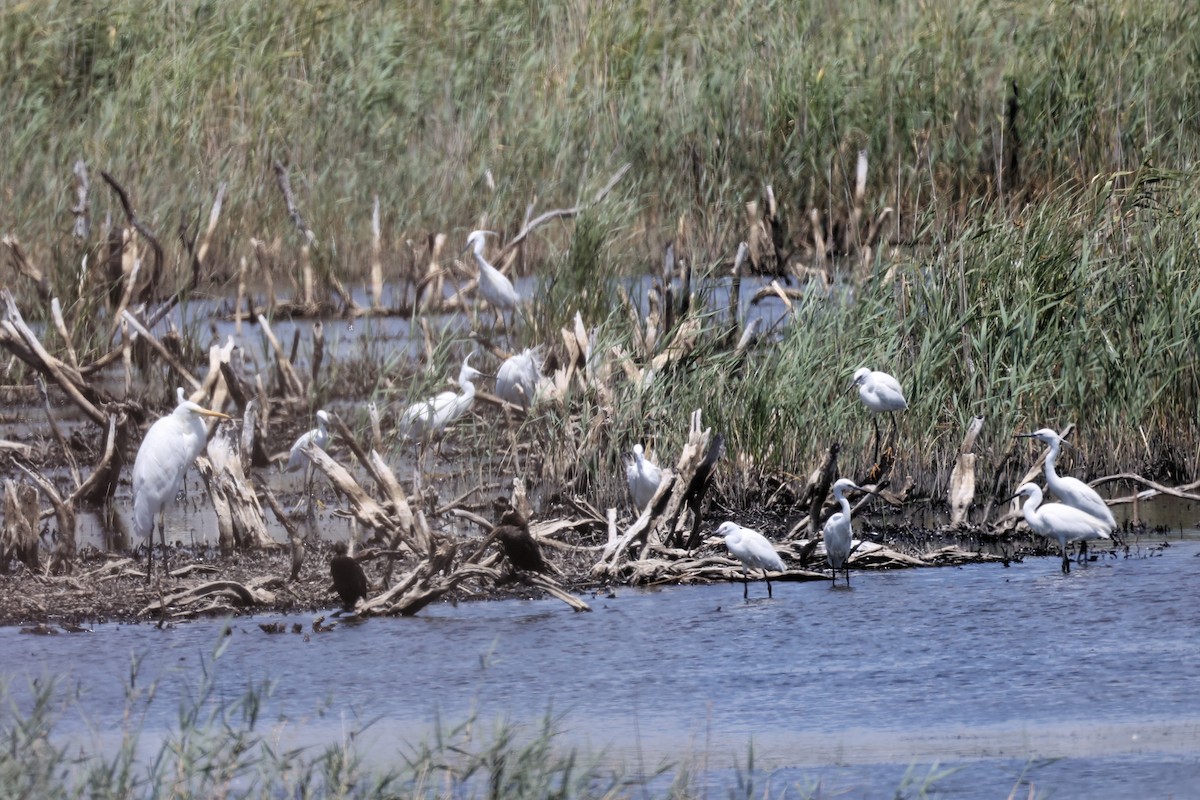 Great Egret - ML620437744