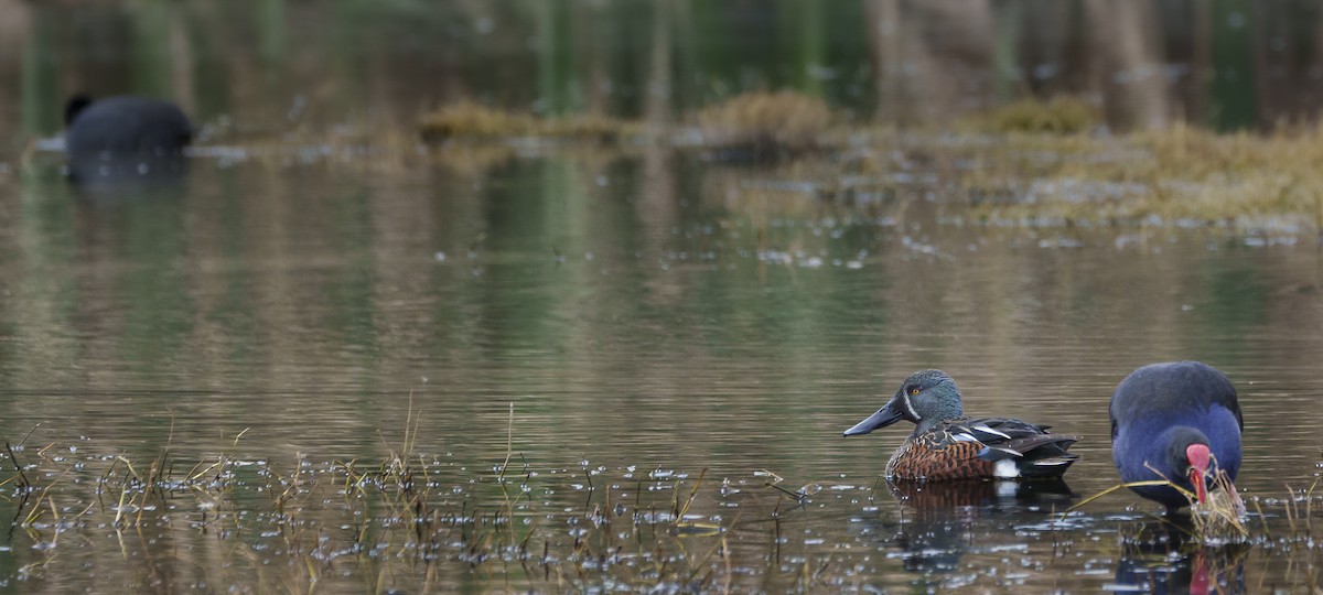 Australasian Shoveler - ML620437752