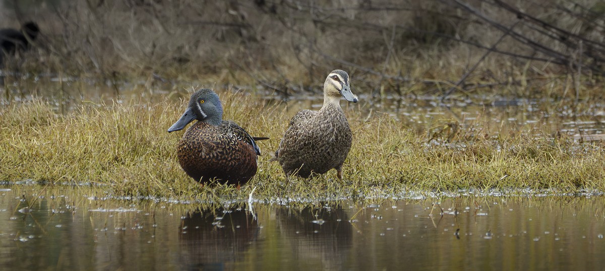 Australasian Shoveler - ML620437753