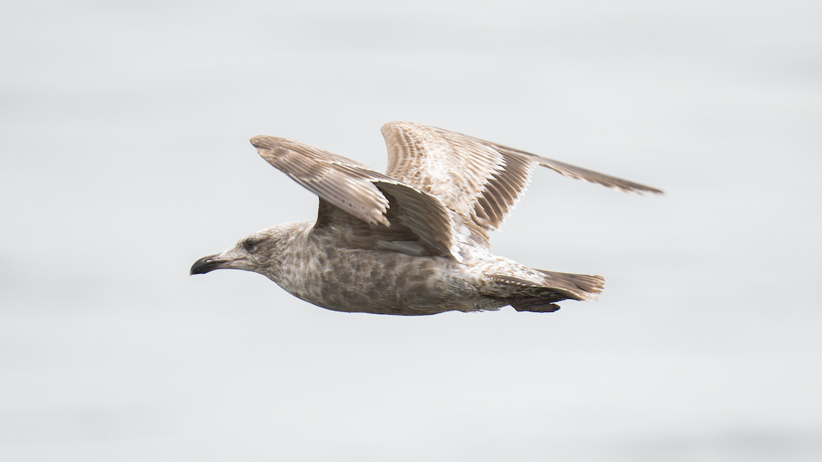 Ring-billed Gull - ML620437757