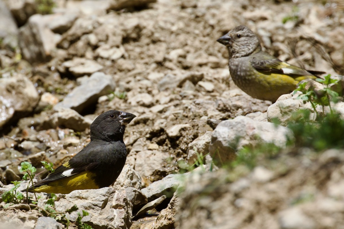 White-winged Grosbeak - ML620437762