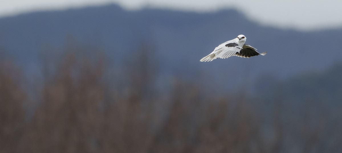 Black-shouldered Kite - ML620437764