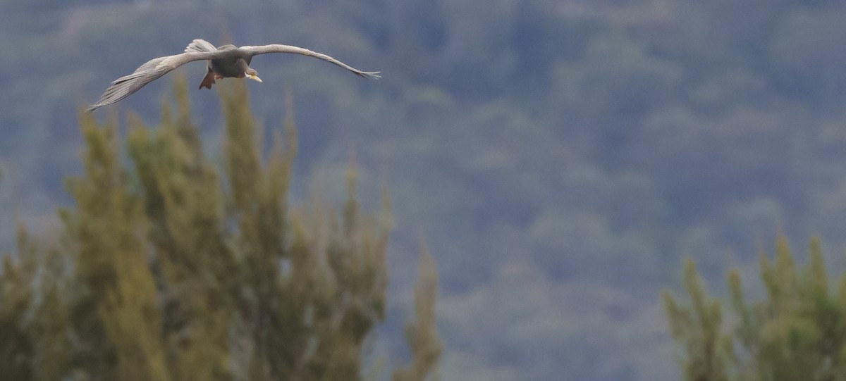 anhinga australská - ML620437770