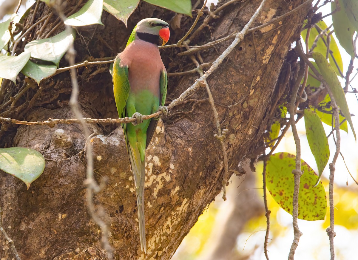 Red-breasted Parakeet - ML620437784