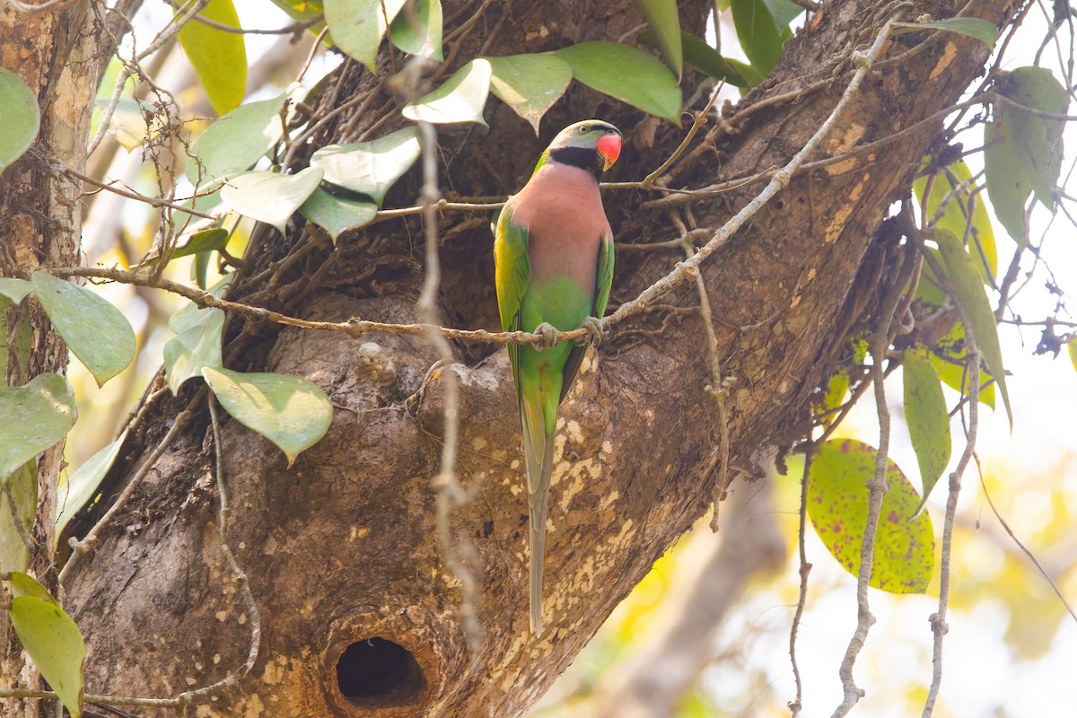 Red-breasted Parakeet - ML620437785