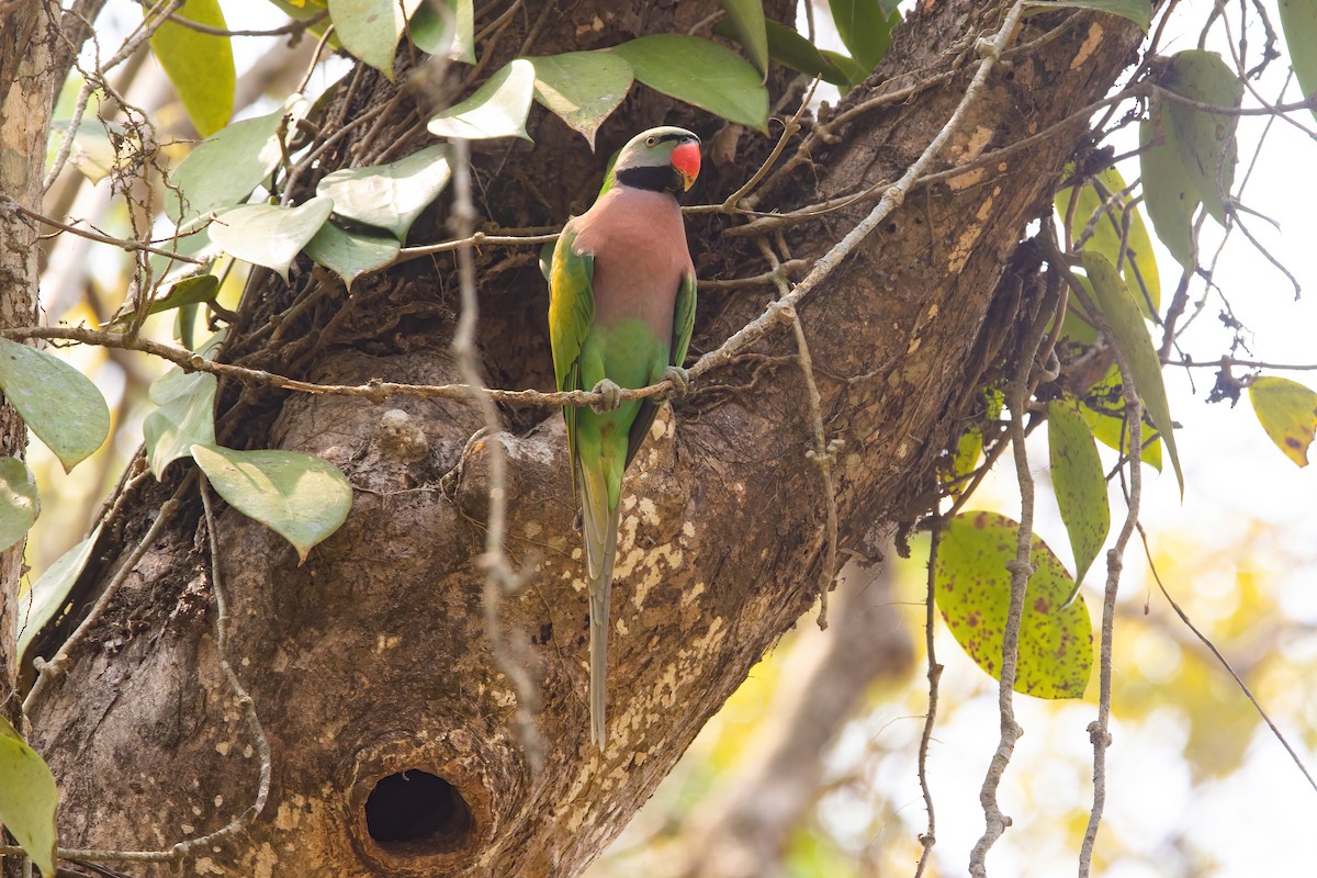 Red-breasted Parakeet - ML620437786